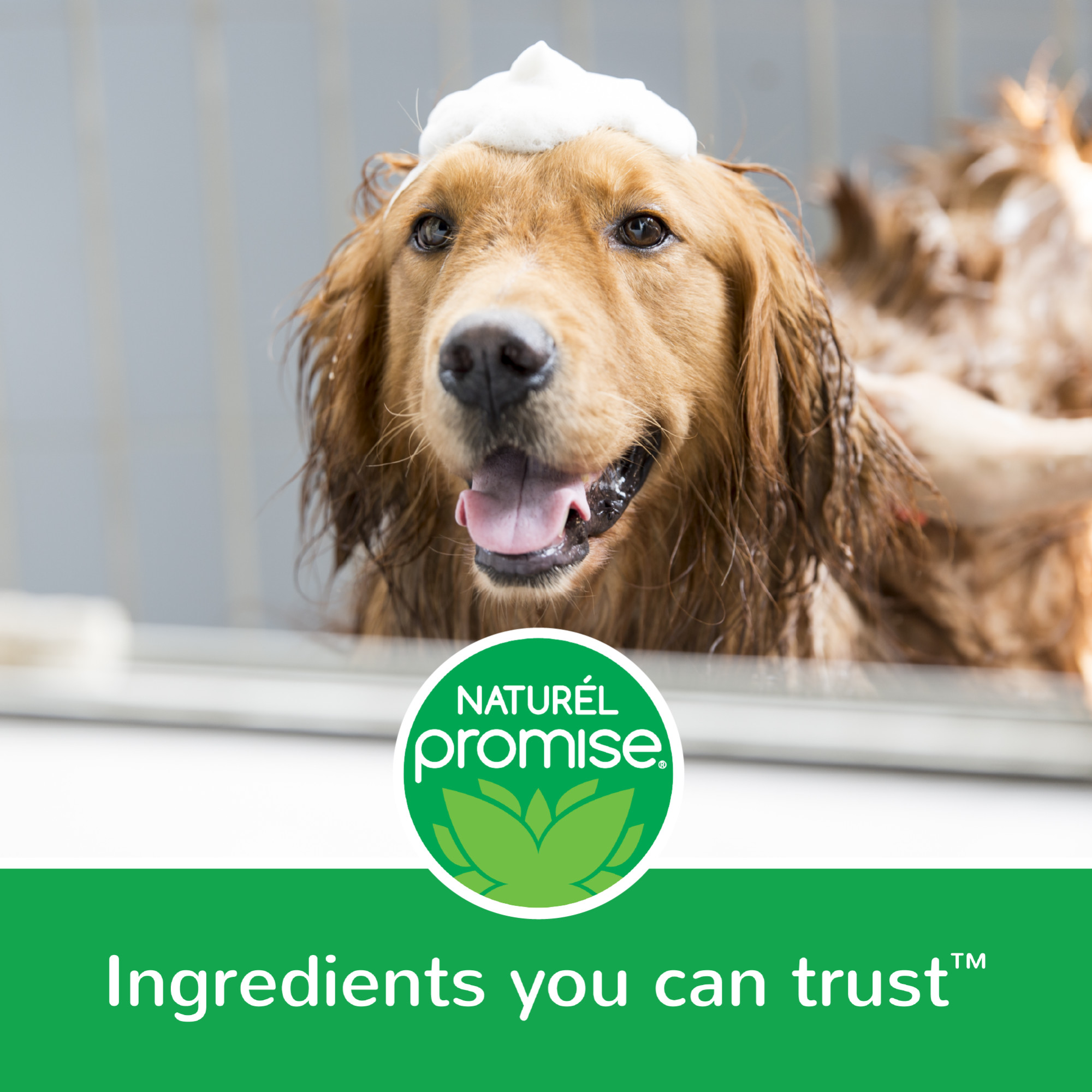 Natural Waterless Foaming Shampoo for Pets