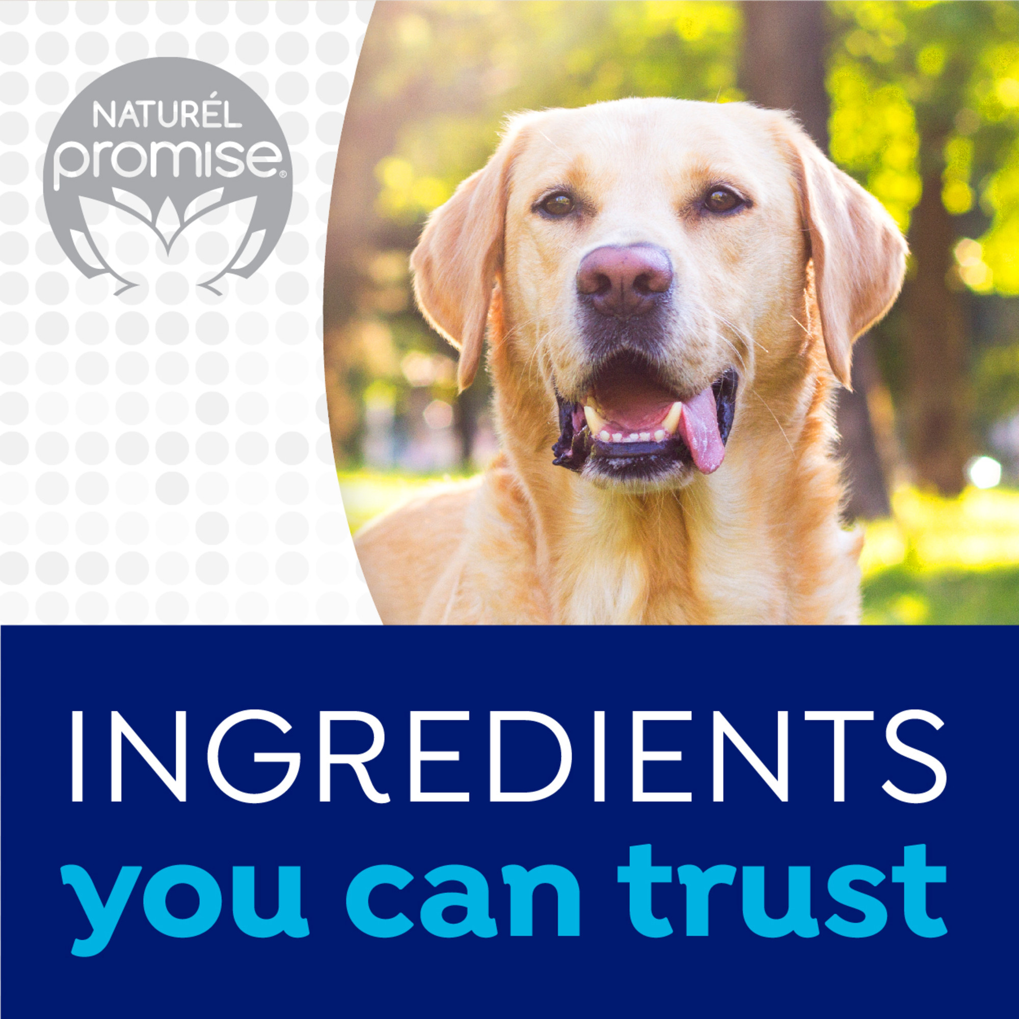 Dental Health Solution for Dogs