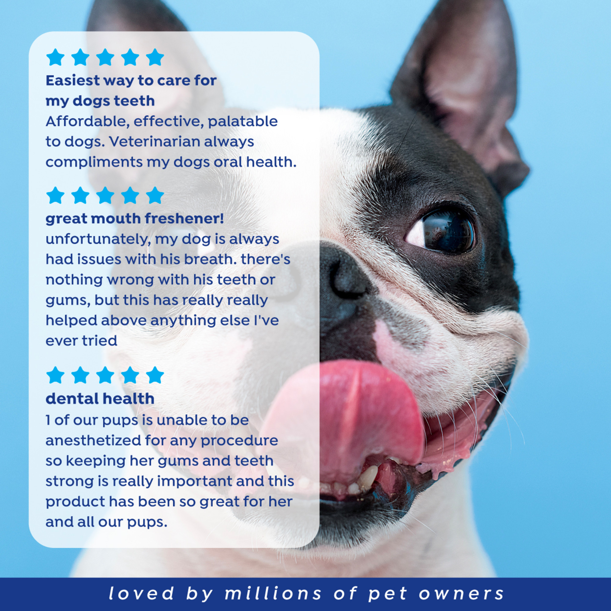 Water Additive for Dogs